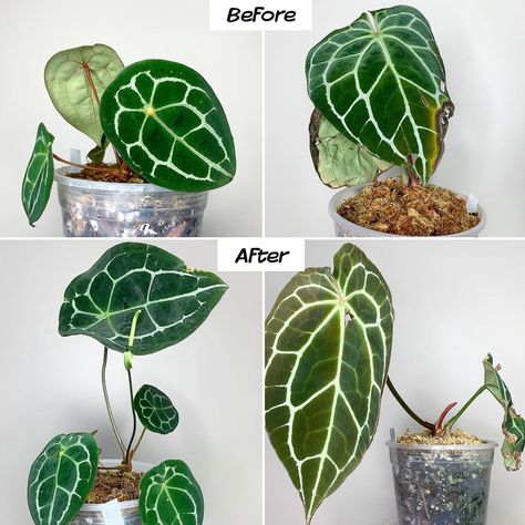 Aroids, Anthuriums & Philodendrons Care & Culture - Tips for Growing Indoors » Here But Not Anthurium Care, Philodendron Care, Anthurium Plant, Philodendron Plant, Inside Plants, House Plants Decor, Propagating Plants, House Plants Indoor, Growing Indoors