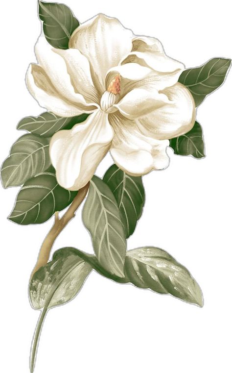 White Flower Png, Flower Jasmine, Magnolia Paint, Magnolia Tattoo, Botanical Illustration Vintage, Watercolor Bouquet, Jasmine Flower, Vintage Botanical Prints, Botanical Poster