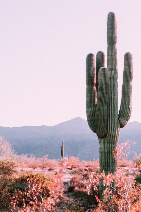 Cactus, desert, mountain and sunlight HD photo by Cody Doherty (@codydoherty) on Unsplash Kaktus Dan Sukulen, Flamingo Pictures, Cactus Pictures, Oc Aesthetic, Cactus Planta, Landscape Inspiration, Western Wall Art, Desert Vibes, Desert Cactus