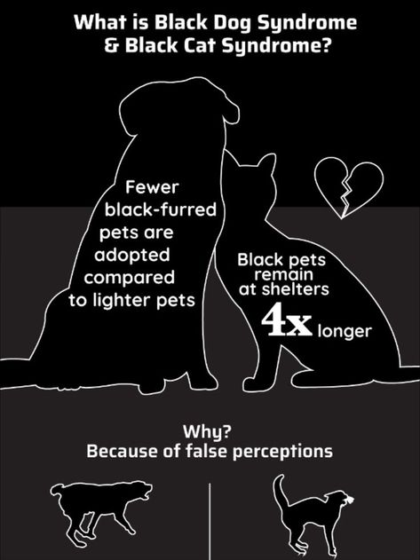 This November, Wondercide is focusing on what matters most: pets who need a home, especially black dogs and cats. A study published in the Journal of Applied Animal Welfare Science found that black coat colors negatively influenced adoption rates for both cats and dogs. Researchers said adoption rates were much lower in pure-black animals. But we know that black pets are beautiful and lovable! Friday Holiday, Black Dogs, Black Animals, What Matters Most, Animal Welfare, Giving Back, Black Dog, Family Pet, Holiday Sales