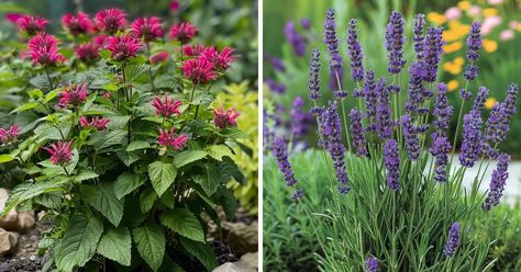 14 Best Bee Balm Companion Plants - MelodyRepeat Butterflies And Hummingbirds, Drought Tolerant Perennials, Shasta Daisies, Fountain Grass, Companion Plants, Bee Balm, Attracting Bees, Attract Pollinators, Low Maintenance Garden