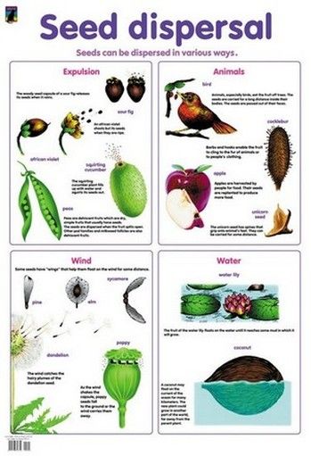 The corn cob structure does not allow the seeds to disperse without humans removing the seeds from the cob first and then planting them. Pollinating Plants, Horticulture Education, Seed Science, Teaching Plants, Plant Lessons, Biology Plants, Seed Dispersal, Plants Unit, Nature School