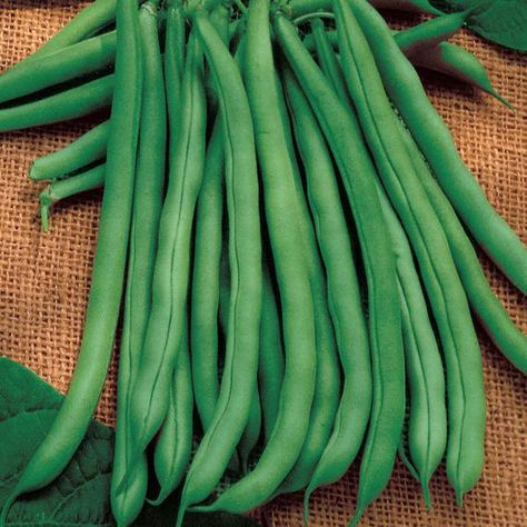 Organic BLUE LAKE 274 Green Bean Seeds 15 Seeds | Etsy Green Bean Seeds, Snap Beans, Asparagus Beans, Bush Beans, Spider Mites, Pole Beans, Bean Seeds, Mustard Greens, Plant Spacing