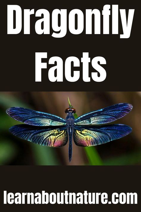 Dragonfly Facts Dragonfly Habitat, Dragonfly Facts, Types Of Dragonflies, Nature Website, Flying Animals, Dragonfly Photos, Tiny Dragon, Dragon Flies, British Wildlife