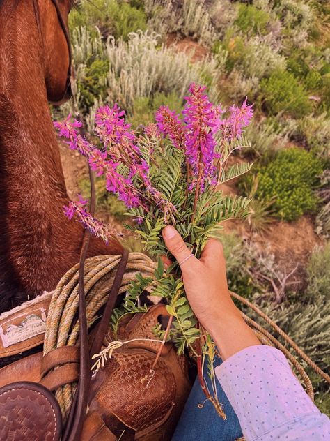 Colorado Flowers, Picking Wildflowers, Colorado Wildflowers, Miley Stewart, Wildflowers Photography, Texas Life, Cowboy Aesthetic, Cowgirl Aesthetic, Magical Life