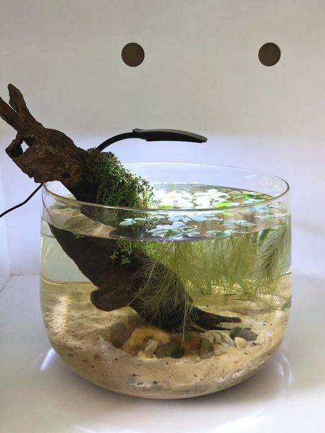 5 gallon planted betta bowl,going for a walstad method Walstad Method, Bowl Aquarium, Diy Fish Tank, Betta Tank, Aquascaping, Fish Bowl, Betta Fish, Art References, Fish Tank