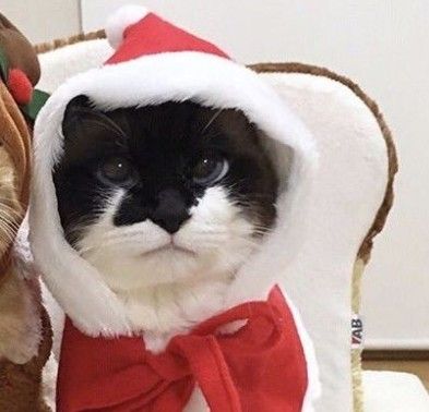 Xmas Cat, Cat Pfp, Matching Pfps, Christmas Cats, Christmas