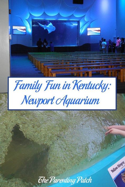 If you are ever in the Cincinnati area of Ohio or Newport area of Kentucky with a few hours on your hands, I highly recommend visiting the Newport Aquarium. General admission is reasonable. With animals including stingrays, sharks, alligators, jellyfish, turtles, and fish, the Newport Aquarium is family time well spent! Red River Gorge Kentucky, Newport Aquarium, Kentucky Bourbon Trail, Kentucky Travel, Time Well Spent, Cincinnati Zoo, Ohio Travel, Red River Gorge, Road Trip With Kids