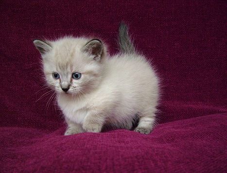 This is a Munchkin Cat and he loves you ;) Small Cat Breeds, Munchkin Kitten, Kitten Breeds, Munchkin Cat, Cute Cat Breeds, Cat Breed, Kitten Pictures, Baby Kittens, Cat Care