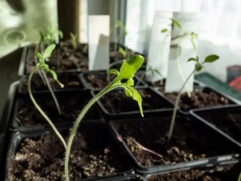 Leggy Seedlings: How To Prevent & Fix Long & Floppy Seedlings Leggy Seedlings, Worm Castings Tea, Commercial Greenhouse, Cabbage Seeds, Squash Plant, Garden Problems, Tiny Plants, Growing Tomatoes, Summer Squash