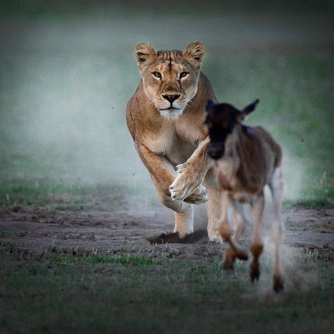 Lioness Hunting, Lion Prey, Lion Hunting, Nat Geo Wild, The Circle Of Life, Serengeti National Park, Online Tarot, Lion Images, Nat Geo