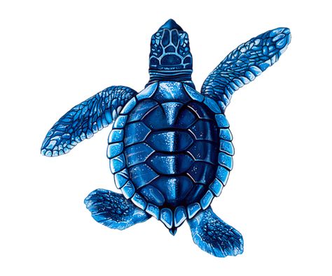 Porcelain Baby Blue Turtle Mosaic - B — Custom Mosaics Sea Turtle Drawing, Pool Mosaic, Swimming Pool Mosaics, Photo Bleu, Turtle Drawing, Sea Turtle Art, Turtle Swimming, Turtle Tattoo, Mosaic Pool