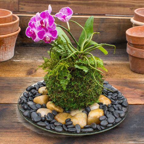 Japanese Kokedama Gardening Kit - Create Unique Living Art Japanese Moss Balls, Gemüseanbau In Kübeln, String Garden, Backyard Garden Layout, Backyard Garden Landscape, Indoor Vegetable Gardening, Moss Garden, Moss Balls, Container Gardening Vegetables