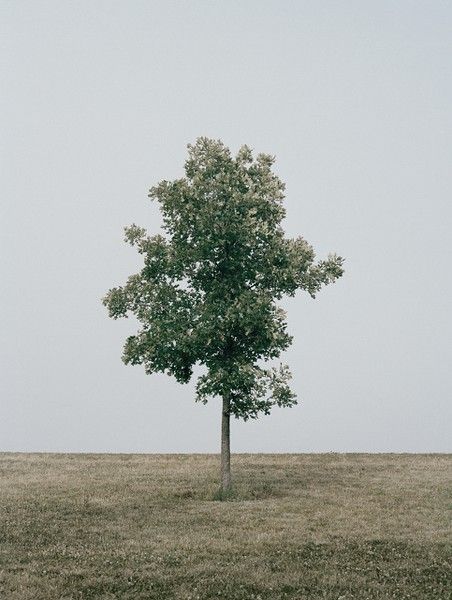 Soledad Lone Tree, Growing Tree, Manado, Beautiful Tree, Open Space, In The Middle, The Great Outdoors, Beautiful Photo, The Middle