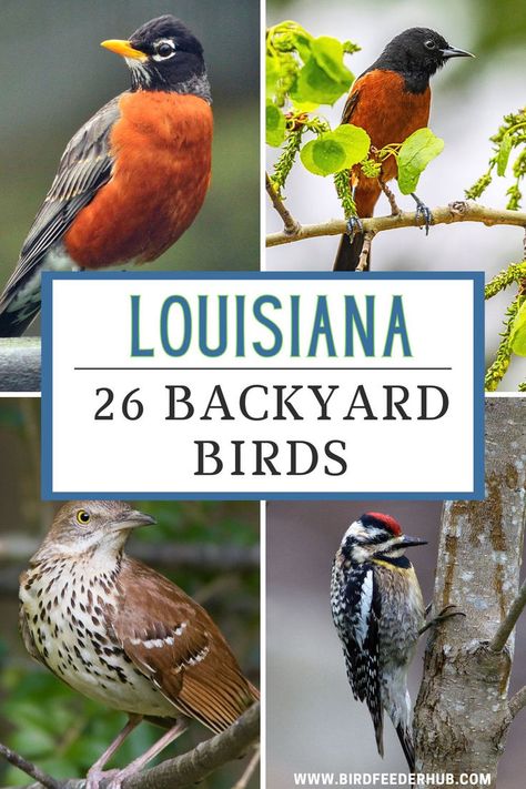 Louisiana is a state with diverse habitats, and diverse bird species to match. Find out which 26 birds are the most likely to visit your backyard in the Pelican state. Brown Thrasher, American Crow, Northern Flicker, Downy Woodpecker, Barn Swallow, Eastern Bluebird, How To Attract Birds, Bird Seed, Backyard Birds