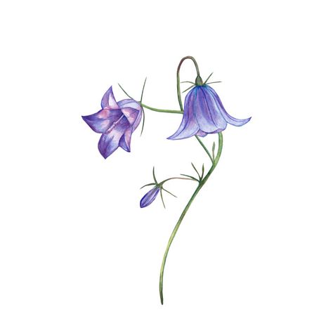 Premium Photo | Illustration of realistic purple bellflower. watercolor painting. Belle Tattoo, Blue Bell Flowers, Art Assignments, Floral Banners, Tatuaje A Color, Flower Icons, Hand Drawn Flowers, Botanical Watercolor, Flower Doodles