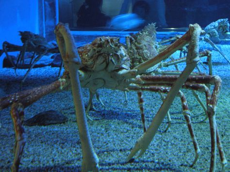 Giant Spider Crab Creepy Sea Creatures, Giant Sea Spider, Spider Meme, Odd Creatures, Spider Crab, Sea Spider, Giant Spider, Kingdom Animalia, Sea Dragon