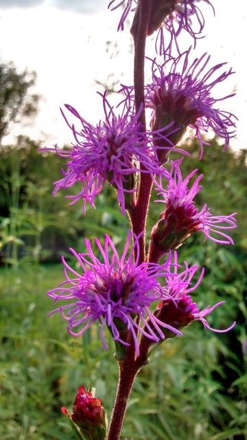 Great Design Plant: Meadow Blazing Star (Liatris Ligulistylis) Liatris Ligulistylis, Blazing Star Flower, Fall Butterfly, Funky Garden, Blazing Star, Butterfly Magnet, Gardening Zones, Deer Resistant Plants, Native Plant Gardening