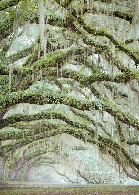 Spanish Moss Photography, Oak Trees Landscaping, Resurrection Garden, Resurrection Fern, Oak Tree Wedding, Oak Tree Tattoo, Old Oak Tree, Spanish Moss, Green Sky