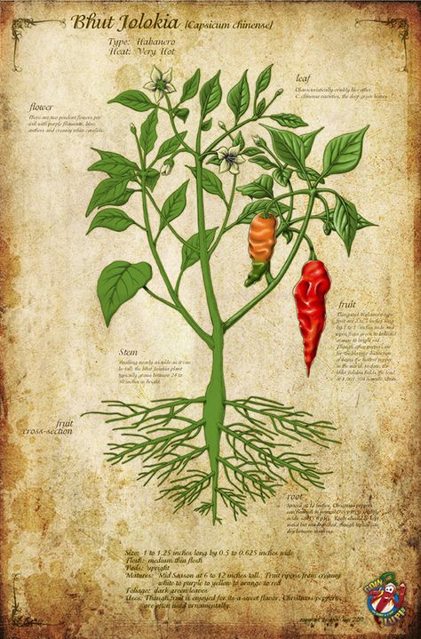 Chilli Illustration - Bhut Jolokia on Behance Aztec Pattern Drawing, Chilli Illustration, Chilli Tree, Roots Illustration, Chilli Plant, Bhut Jolokia, Comic Frame, Pepper Tree, Pepper Plants