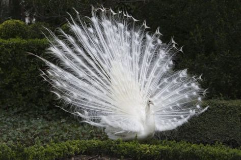 Peacock Meaning, Peacock Facts, White Peacocks, Random Fun Facts, Peacock White, Male Peacock, Spirit Animal Meaning, Animal Meanings, Peacock Photos