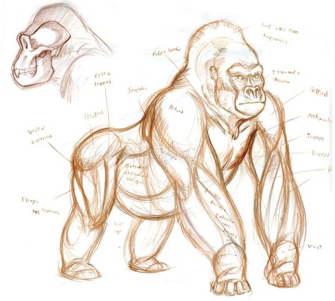 Animal Art and Demos: DEMOS Gorilla Anatomy, Anatomy Drawing Tutorial, Gorilla Drawing, Sketches Anatomy, Animals Sketches, Comics Sketch, Animal Painter, Gorilla Gorilla, Gorillas Art