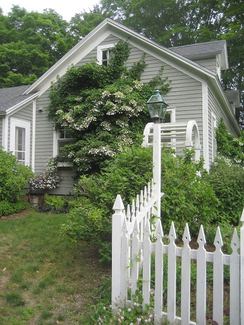 Annie's Cottage Gardens Garden Retreat, Climbing Hydrangea, Fencing & Gates, White Picket Fence, Cottage Gardens, Friday Afternoon, Old Farm Houses, Iron Fence, Summer Cottage