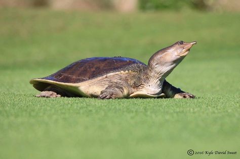 Soft Shell Turtle, Softshell Turtle, Sanibel Florida, Turtle Top, Shell Turtle, Snapping Turtle, Matte Painting, Stuffed Shells, Soft Shell