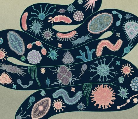 Archaea Bacteria, Release Energy, Katie Scott, Biology Art, Science Illustration, Gut Bacteria, Stay Alive, Gut Microbiome, Medical Illustration