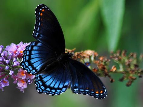 'Astyanax' Red-spotted Purple (Limenitis arthemis astyanax) Red Spotted Purple Butterfly, Purple Butterfly Tattoo, Purple Butterfly Wallpaper, Butterfly Live, Most Beautiful Butterfly, Types Of Butterflies, Blue Butterfly Wallpaper, Butterfly Background, Butterfly Wallpaper Iphone