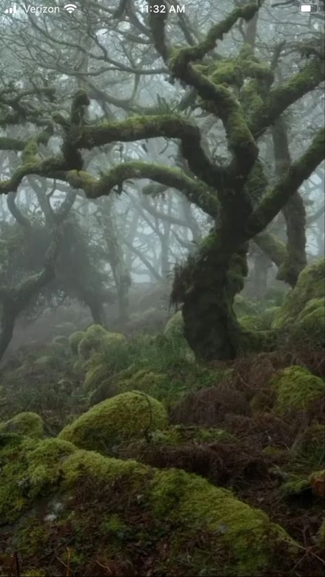 Dark Naturalism, Growth And Decay, Dartmoor National Park, Giant Tree, Dream Artwork, Fantasy Forest, Environmental Art, Character Aesthetic, Nature Pictures