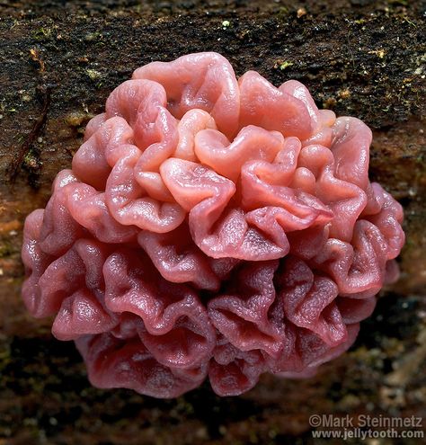 Ascotremella faginea, a purplish-pink brainlike fungus | Mark Steinmetz Lichen Moss, Mushroom Pictures, Mini Terrarium, Weird Plants, Slime Mould, Plant Fungus, Mushroom Fungi, Wild Mushrooms, Patterns In Nature