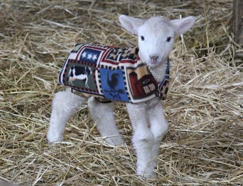 losing sleep counting sheep: lamb jacket pattern Lamb Jacket, Baby Lamb, Pattern