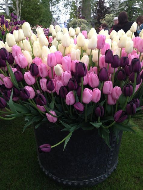 Tulip Landscaping, Flower Aesthetic Tulip, Flower Landscaping Ideas, Potted Tulips, Tulip Aesthetic, Aesthetic Gardening, Brick Garden Edging, Garden Front Of House, Purple Flowers Garden