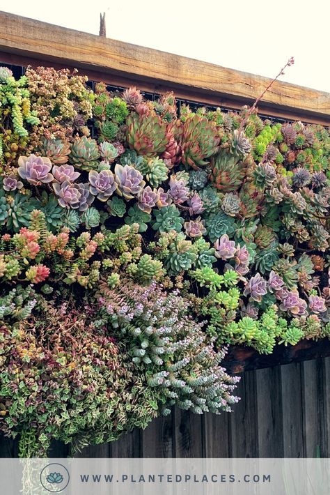 Looking for something to do with an empty wall in your yard? | Succulents Living Wall #PlantLife #succulents #YardArt Hanging Garden Ideas, Living Wall Garden, Green Wall Garden, Succulent Wall Garden, Succulent Wall Planter, Vertical Succulent Gardens, Vertical Garden Design, Beautiful Wall Hanging, Succulent Garden Design