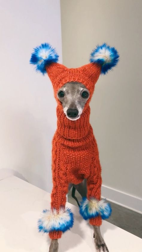 Italian Greyhound Puppies, Greyhound Puppy, Italian Greyhound Dog, 심플한 그림, Instagram Direct, Best In Show, Funny Animal Photos, Grey Hound Dog, Pet Fashion