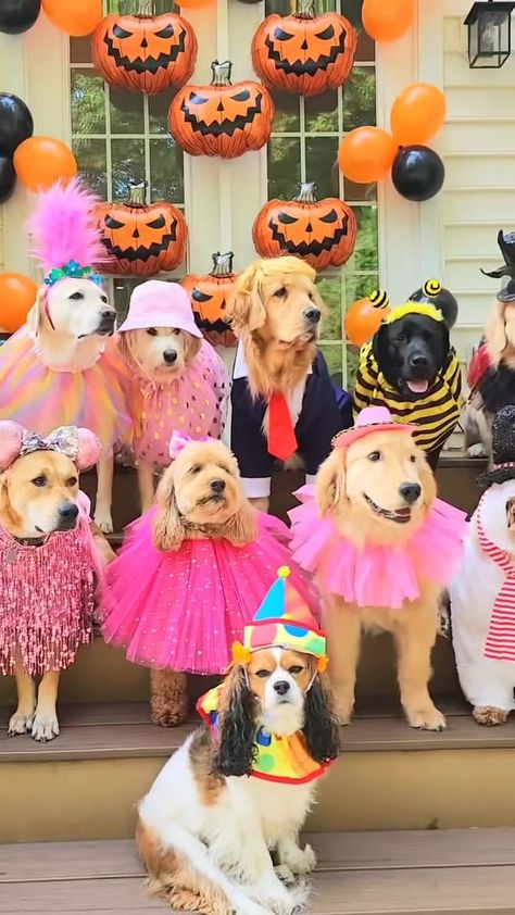 Dog Outfits, Halloween Animals, Good Boy, Instagram Dogs, Golden Retrievers, Weird Animals, Wear Pink, Funny Animal Videos, I Love Dogs