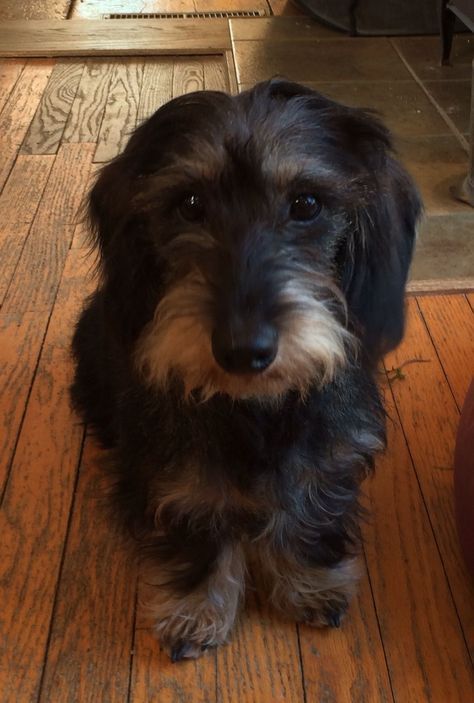 2 spots short of being dilly! Wirehaired Dachshund, Dachshund Breed, Clever Dog, Miniature Dachshunds, Wire Haired Dachshund, Long Haired Dachshund, Miniature Dachshund, Weenie Dogs, Dachshund Puppies