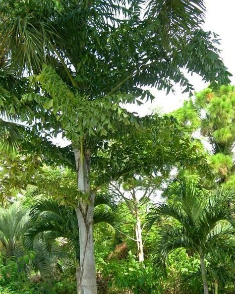 🌴🚨 New Stock Alert! 🚨🌴 Transform your landscape garden with the timeless elegance of a fishtail palm tree! 🌿✨ Elevate your outdoor space with its stunning foliage and low-maintenance care. Visit our garden center today and bring home the beauty of nature! Call now to reserve yours! Landscape uses for fishtail palm ✅accent near the corner of the house ✅privacy screen near the pool or patio ✅as a tall "hedge" along the property line ✅backdrop for other tropical plantings ✅single yard specim... Fishtail Palm Tree, Tall Hedge, Palm Trees Garden, Palm Flower, Tropical Backyard Landscaping, Strange Plants, Fishtail Palm, Tropical Backyard, Landscape Garden