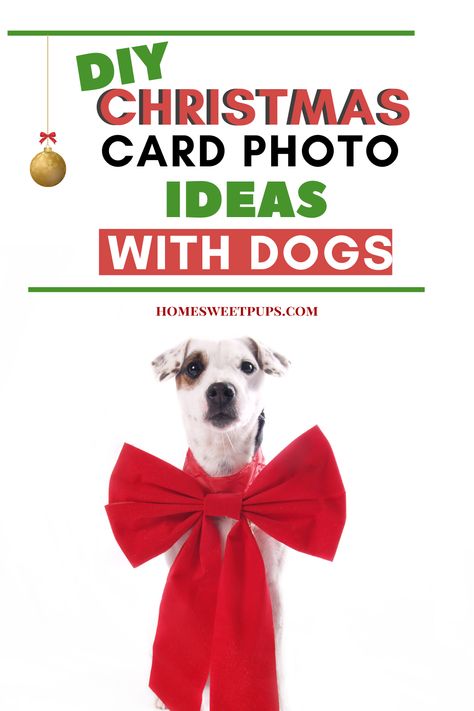 Holiday Photo Ideas With Dogs, Cute Poses With Dogs Photo Ideas, Dog Holiday Card Ideas, Pet Christmas Cards Photo Ideas, Diy Dog Christmas Photoshoot, Dog Christmas Party, Dog Christmas Photo Ideas, Christmas Photoshoot Ideas With Dog, Christmas Photo With Dog