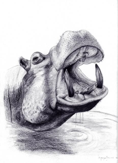 Hippo Pencil Drawing | Hippopotame / Hippo - Chloe Yzoard Hippopotamus Sketch, Hippo Sketch, Hippopotamus Drawing, Hippopotamus Art, Kuda Nil, Hippo Drawing, Hippo Art, Wildlife Drawings, Lion Sketch