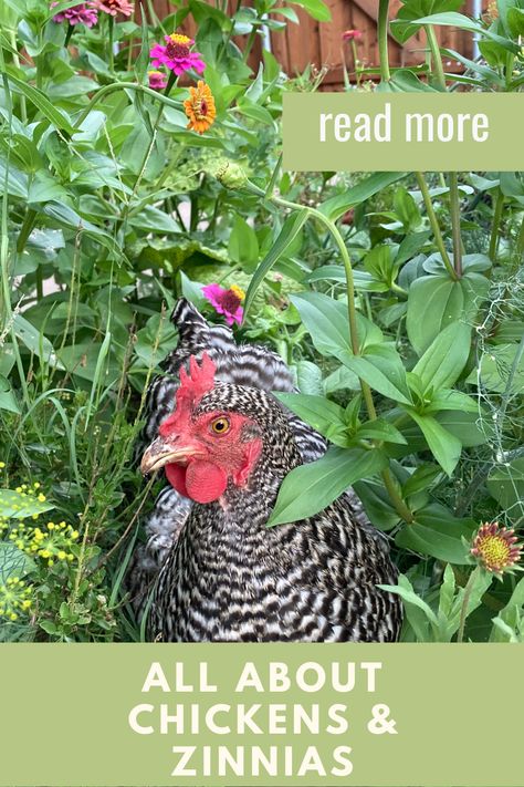 Chicken Poop, Chicken Eating, Chicken Garden, Natural Fertilizer, Zinnia Flowers, Keeping Chickens, Poisonous Plants, Chicken Coop Plans, Chicken Feed