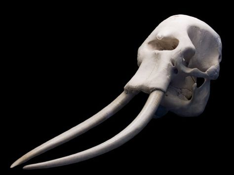 Weird animal skulls - Album on Imgur Elephant Skull, Skeleton Anatomy, Animal Skeletons, Animal Skull, Animal Anatomy, Skeleton Bones, Animal Bones, African Elephant, Animal Skulls