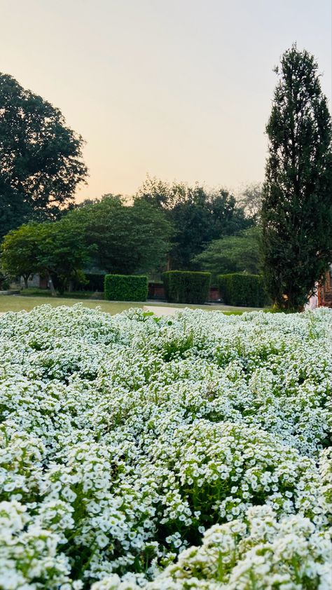 sundar nursery a colourful valley. #flowers #delhi #garden #day #beautifulplaces #beautifulday Valley Flowers, Spring Flowers, Beautiful Day, Beautiful Places, Nursery, Flowers, Color