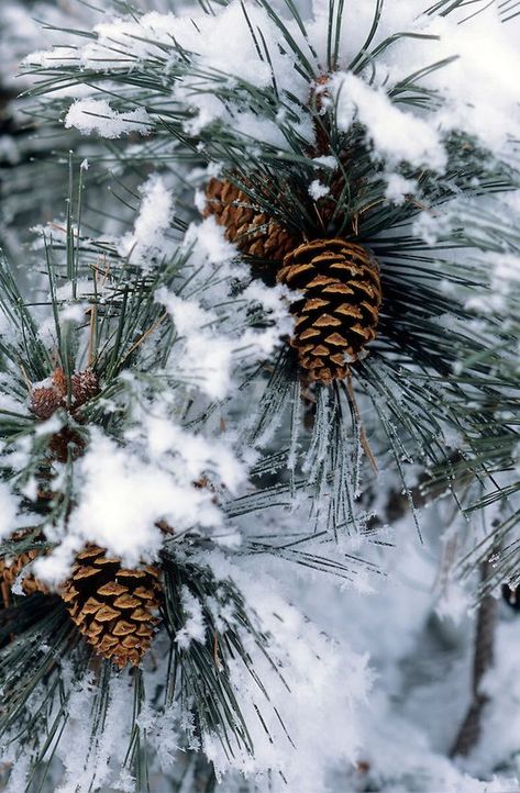 Pine Cones, A Tree