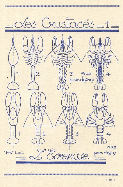 :: Les crustacés :: Illustration Design Graphique, Art Et Illustration, Old Book, Drawing Lessons, Art Paint, Art Techniques, 그림 그리기, Graphic Design Illustration, Drawing Inspiration