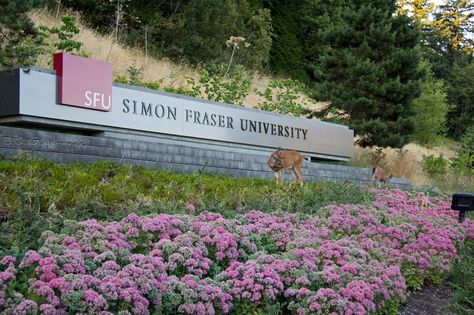 Simon Fraser University Vodka Sprite, Smirnoff Raspberry, Girls Night Drinks, Perfect Lipstick Shade, Juice Ice Cubes, Simon Fraser University, Malibu Coconut, 15 Makeup, Raspberry Vodka