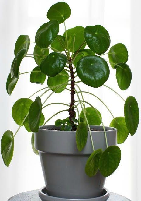 The best tips on how to care for pilea peperomioides - Chinese money plant - ufo plant - missionary plant Coin Plant, Home Jungle, Jungle Style, Plant Inspiration, Hydroponic Farming, Pilea Peperomioides, Chinese Money Plant, Plant Parent, Money Plant