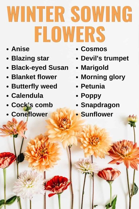 Best Flowers For Winter Sowing, Herbal Flower Garden, Self Sowing Flowers, Diy Flowerbed Ideas, Winter Sowing Flowers, Best Flowers For A Cut Flower Garden, Cut Flowers Garden, How To Start A Flower Farm, How To Grow Flowers