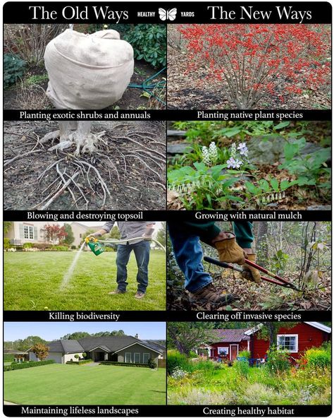 Lawn Alternatives, Wildlife Gardening, Backyard Farming, New Year's Resolutions, Sustainable Farming, Invasive Species, Top Soil, Plant Species, Permaculture